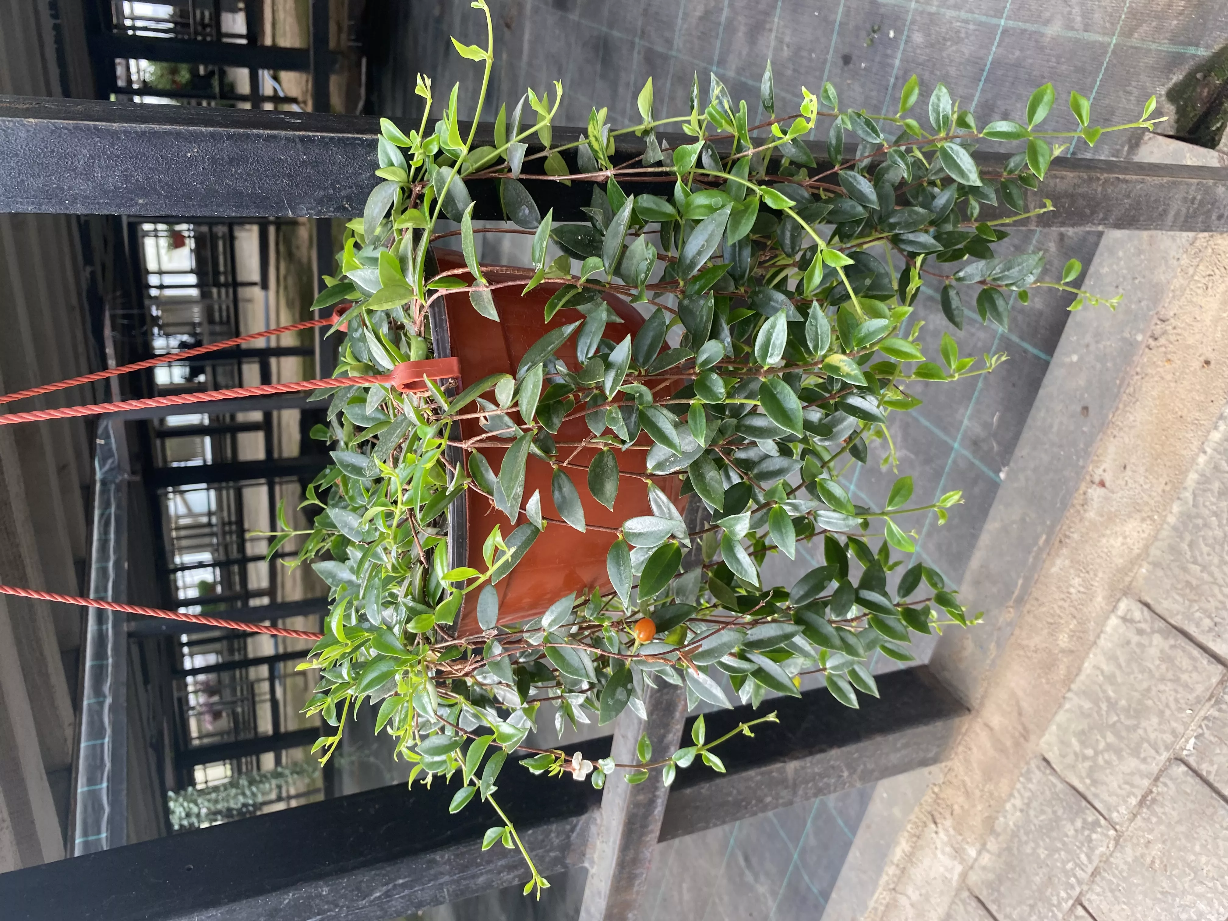 Кодонанта в кашпо d23 Tim 