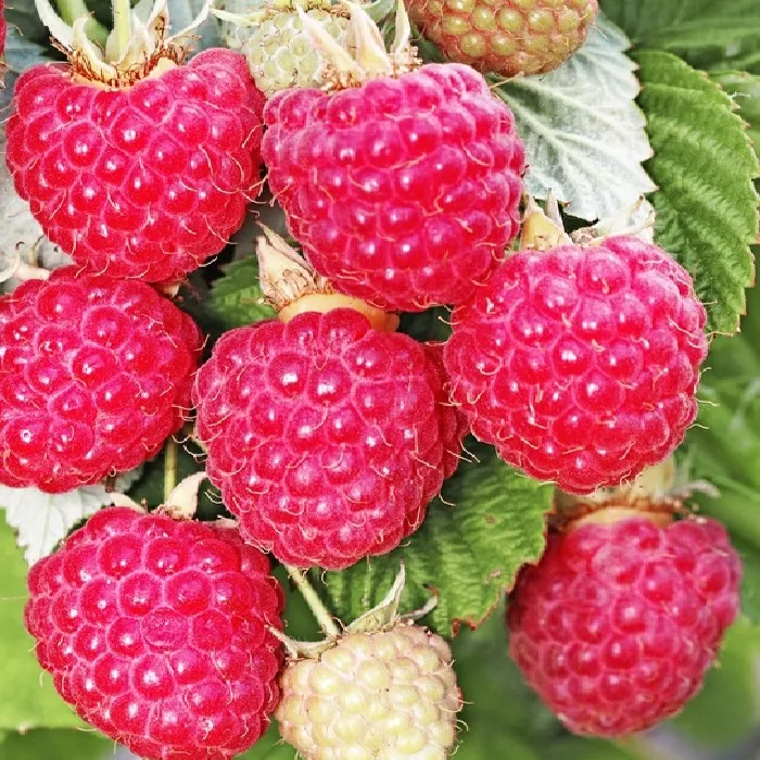 Малина ремонтантная Осенняя Красавица v5 Tim 