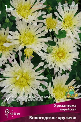 Корневище Хризантема корейская Вологодское кружево I 1шт Поиск 