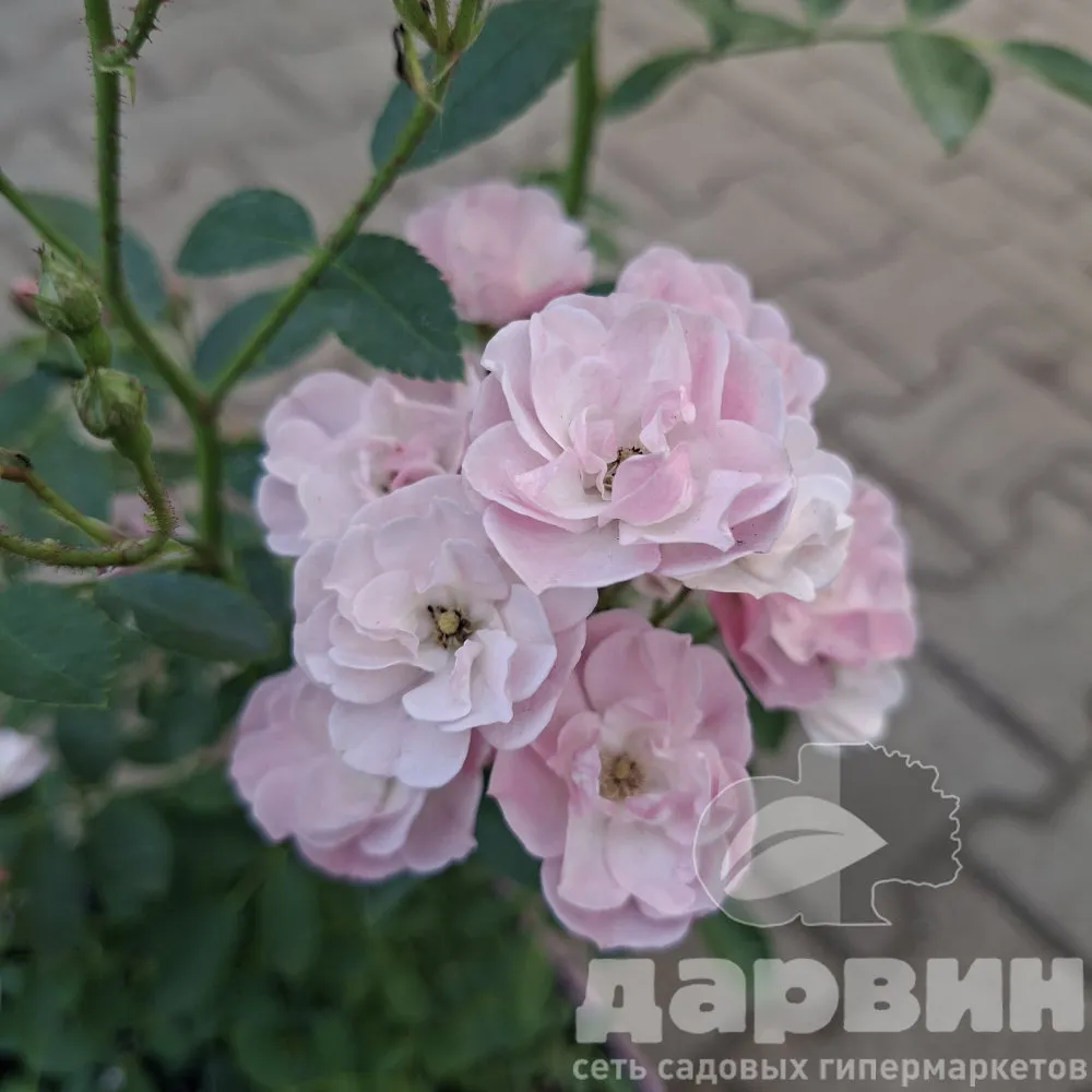 Роза мускусная Хевенли Пинк v5 Lav 