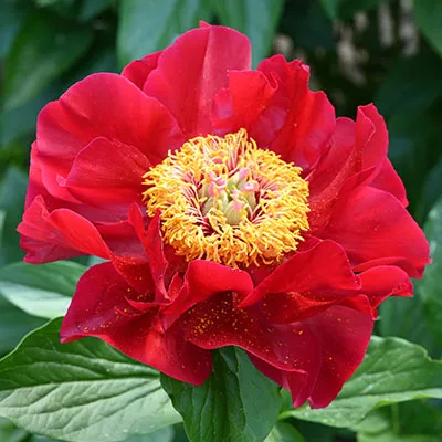 Пион гибридный Ред Ред Роуз 2-3 1шт Поиск 