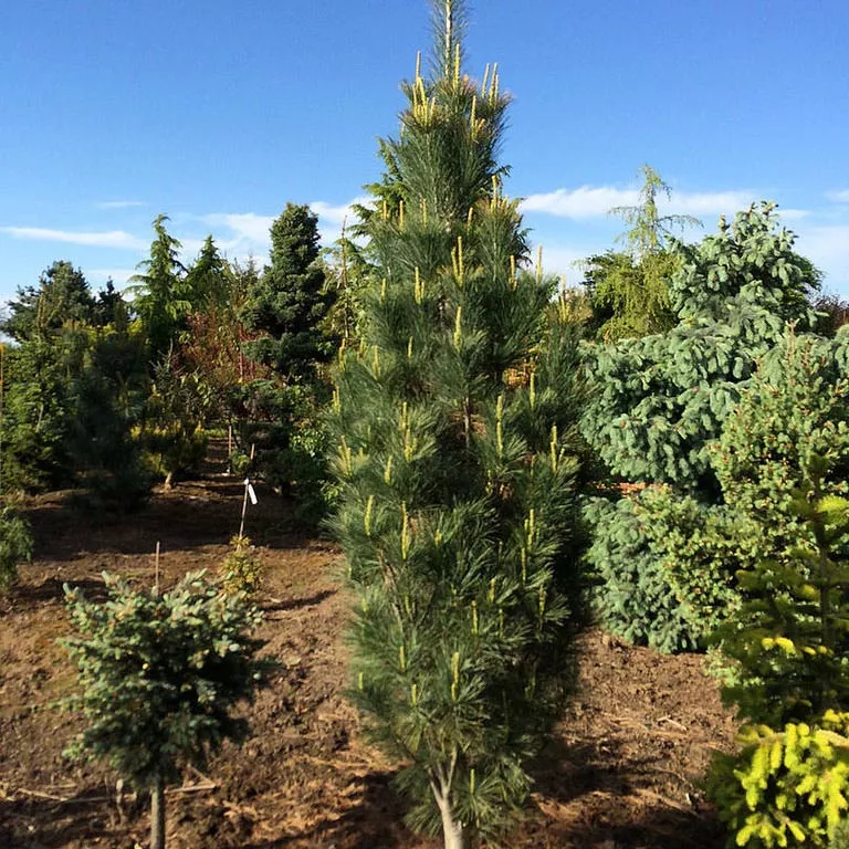 Растение сосна веймутова Стове пиллар 150-175см 