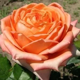 Роза чайно-гибридная Эльдорадо v5 Lav 