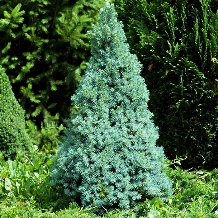 Ель канадская Sanders Blue 40/50, C8 Ks 