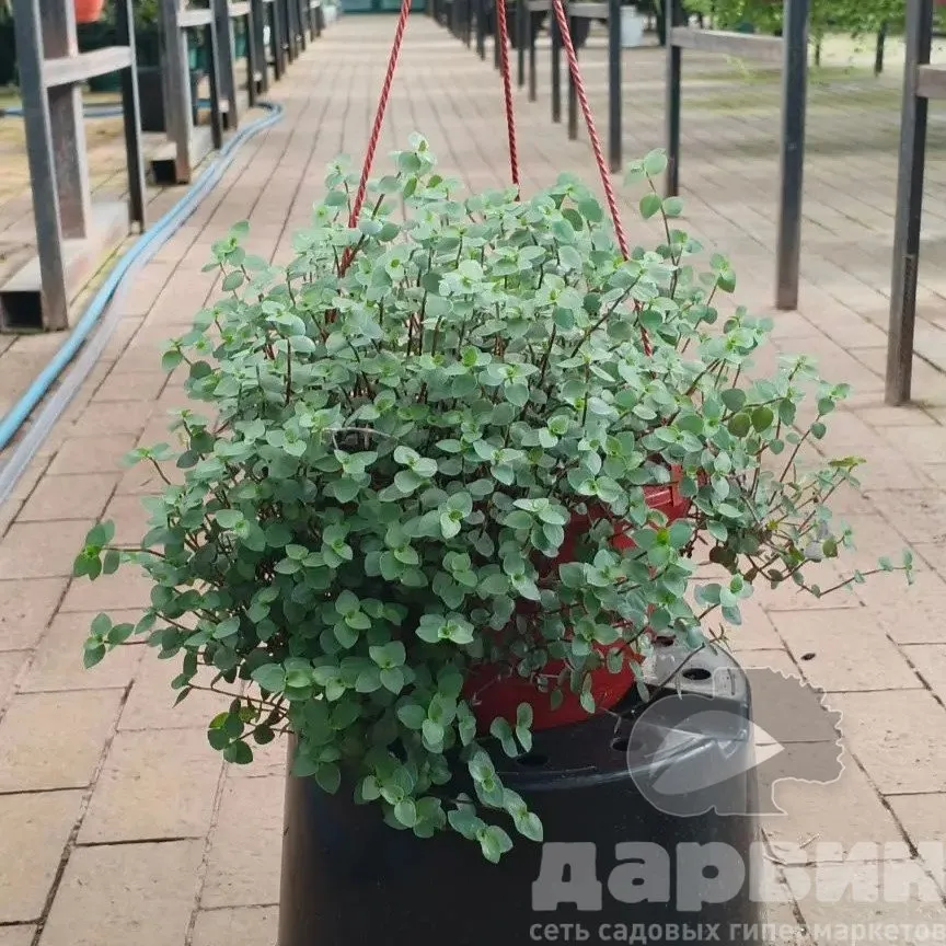 Традесканция мелколистная в кашпо d23 ватермарка