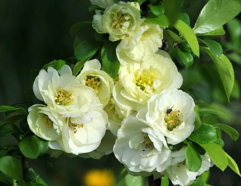 Айва японская Юкиготен v15 20-25 YP 