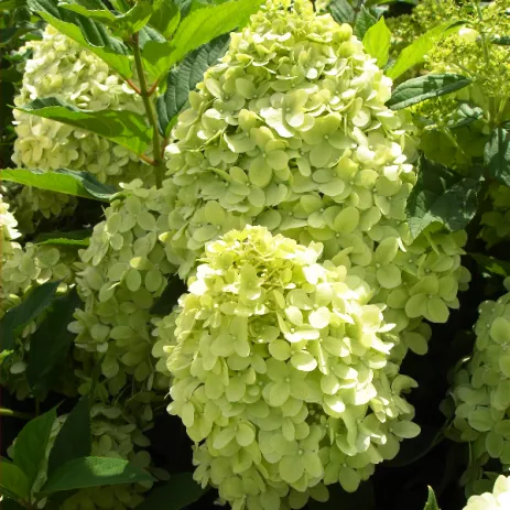 Гортензия метельчатая Литл лайм с2/40-60 UL 