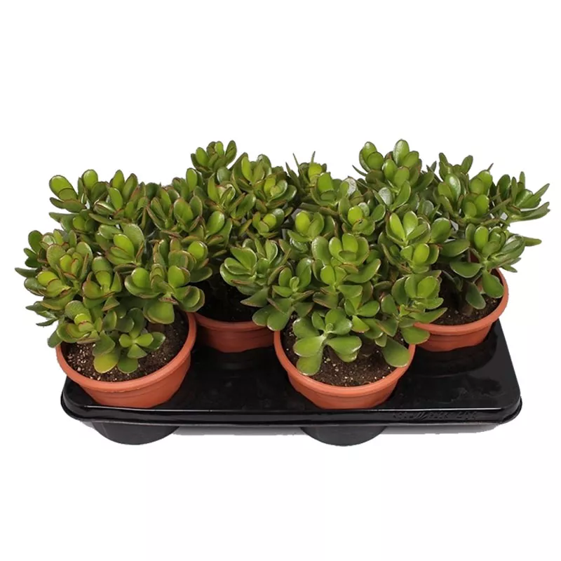 Крассула микс d8 h15 