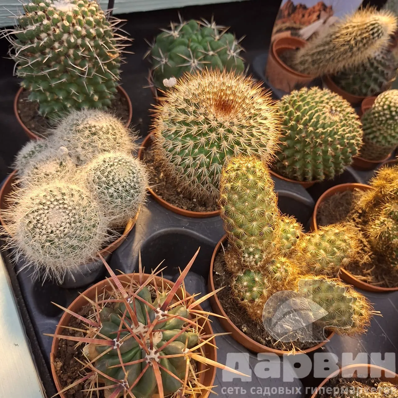 Кактус бол микс d8 h10 