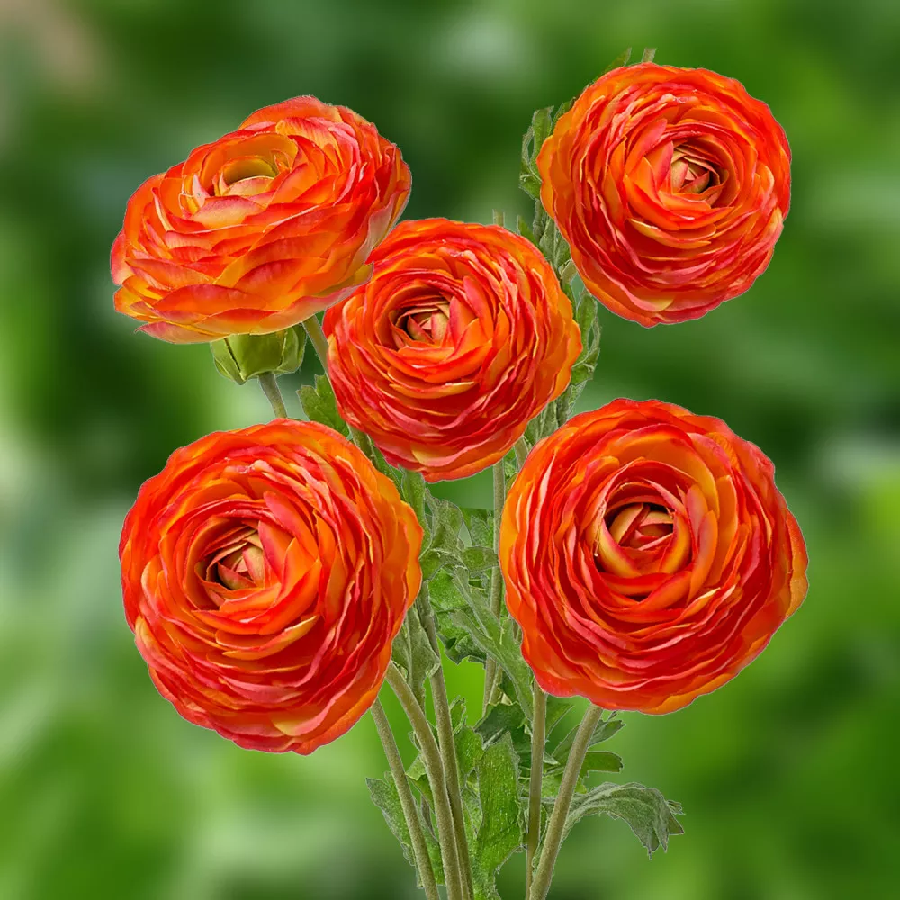 Луковица Лютик азиатский Ориндж 10шт. Поиск 