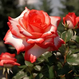 Роза чайно-гибридная Блаш в коробке ЦО 