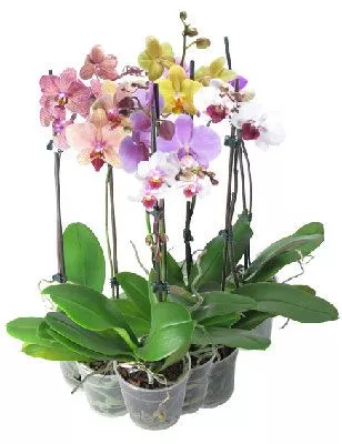 Фаленопсис микс 1ст d12 h 65 