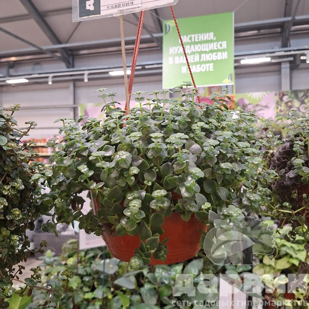 Крассула спатулата d23 Tim 