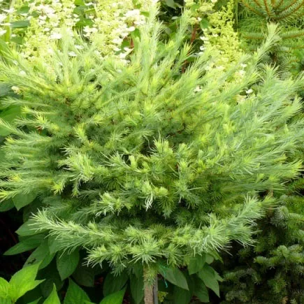 Лиственница японская Грей перл v4 штамб 40см 