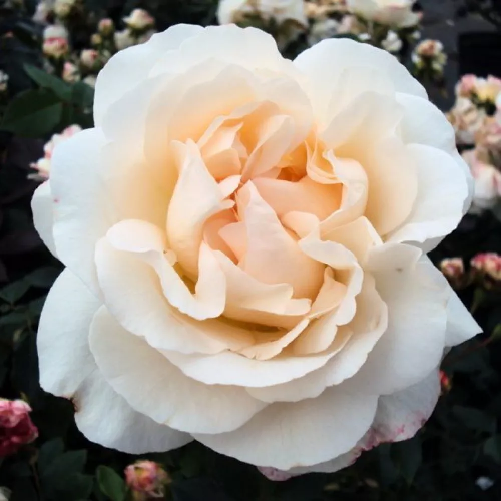 Роза флорибунда Космос в коробке ЦО 