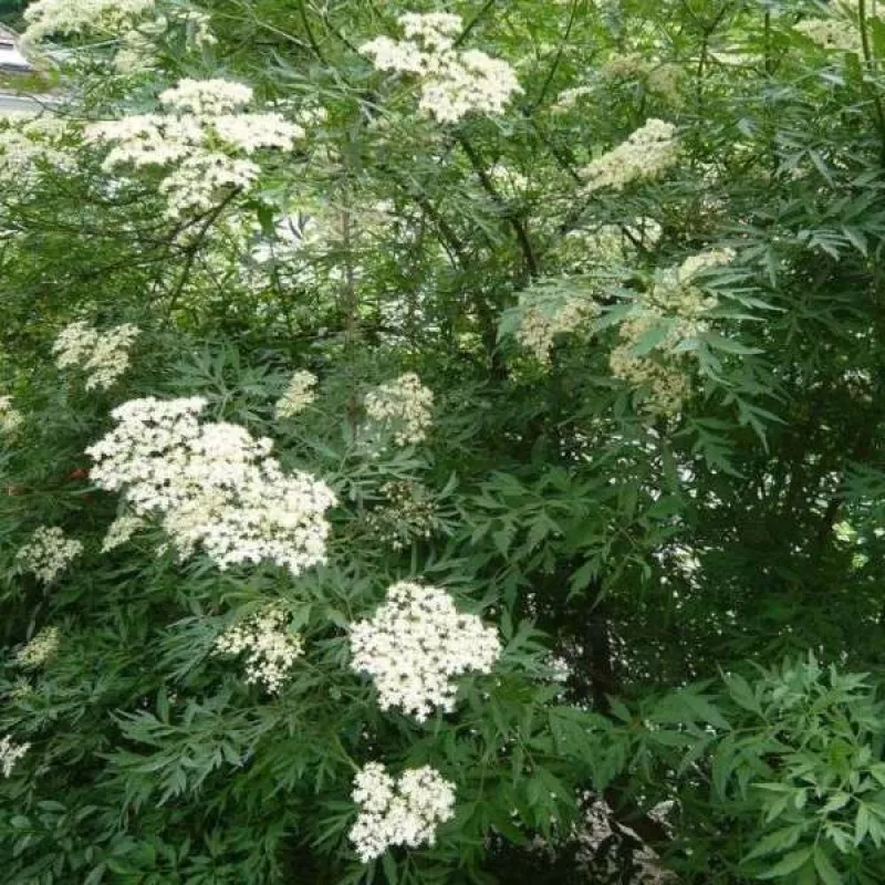 Бузина черная Лациниата v21,5 h30-50 