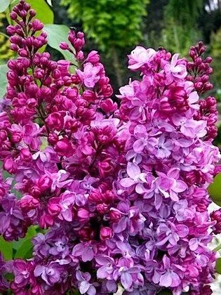 Сирень обыкновенная Князь Волконский v2 Lav 