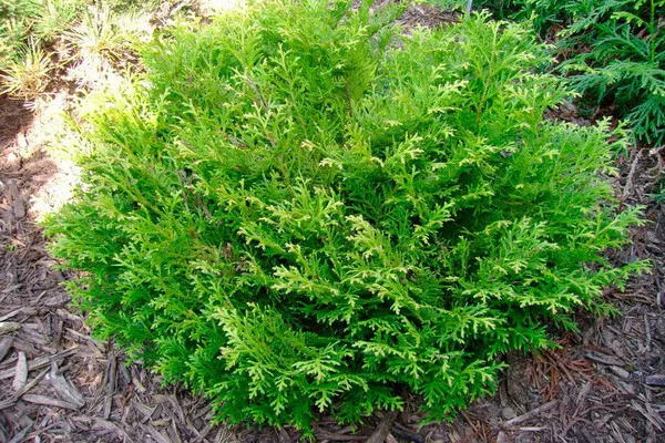 Туевик долотовидный v5 40-60 Bor по цене  Туевик долотовидный v5 40-60 Bor