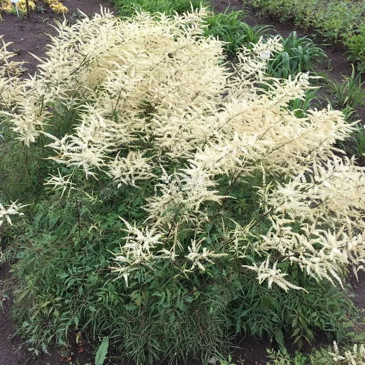 Волжанка двудомная Кнеффи v2 Tim 