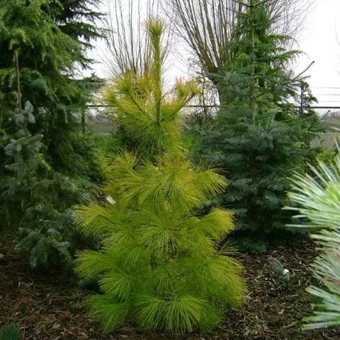 Растение сосна веймутова Луи С3/30-40 