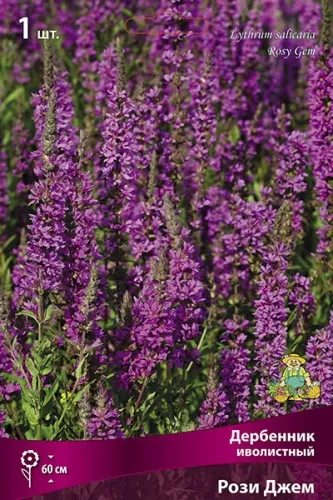 Корневище Дербенник иволистный Рози Джем   1 шт Поиск 