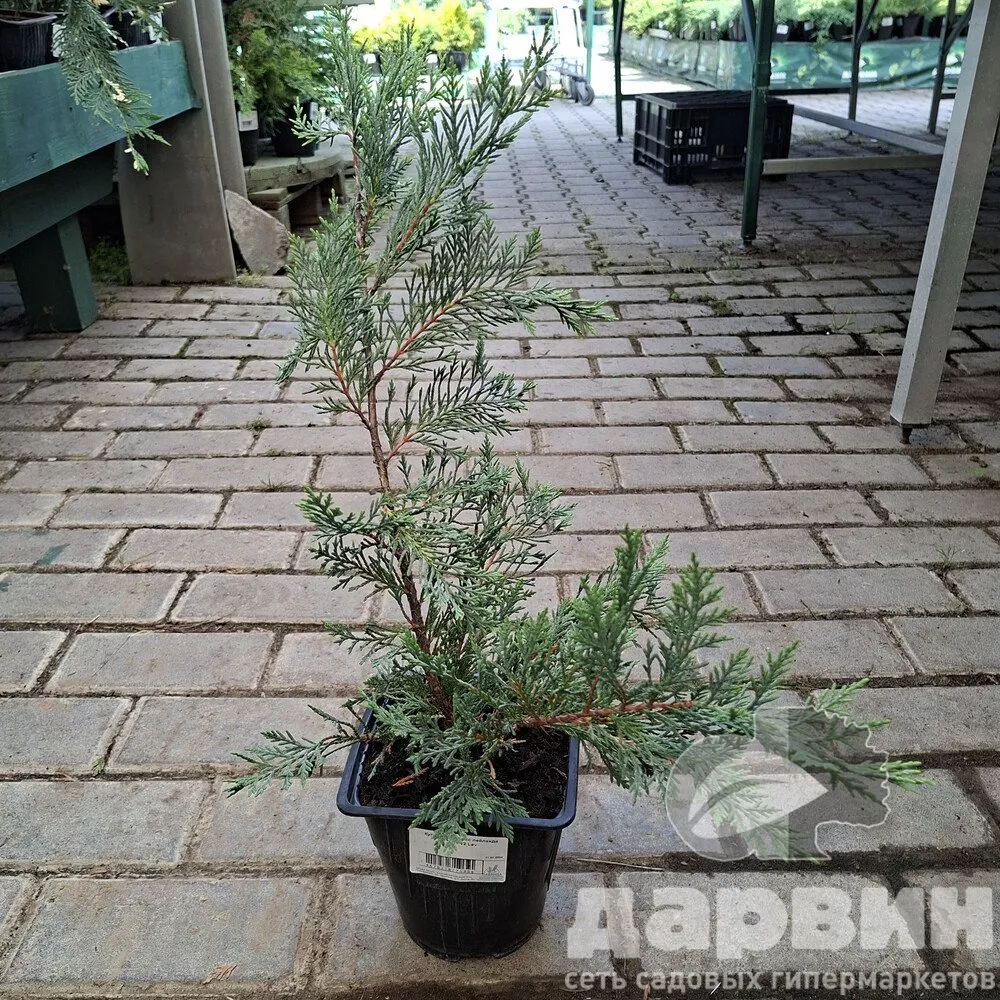 Купрессоципарис лейланда 2001 v2 Lav 