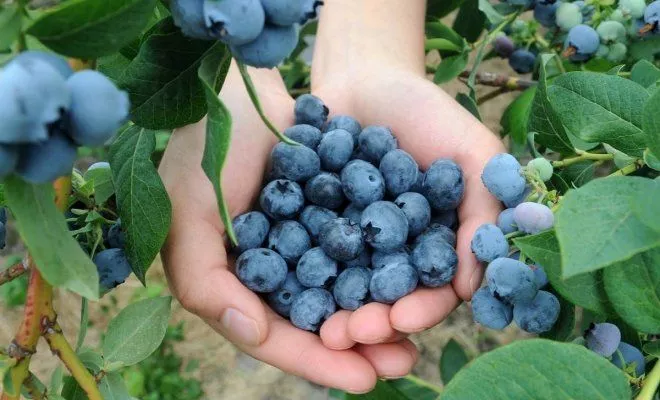 Инструкция по уходу и посадке голубики