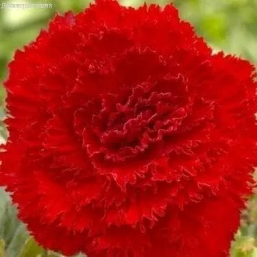 Клубень бегония ампельная Фримбиата Ред  6/7 1 шт/уп 