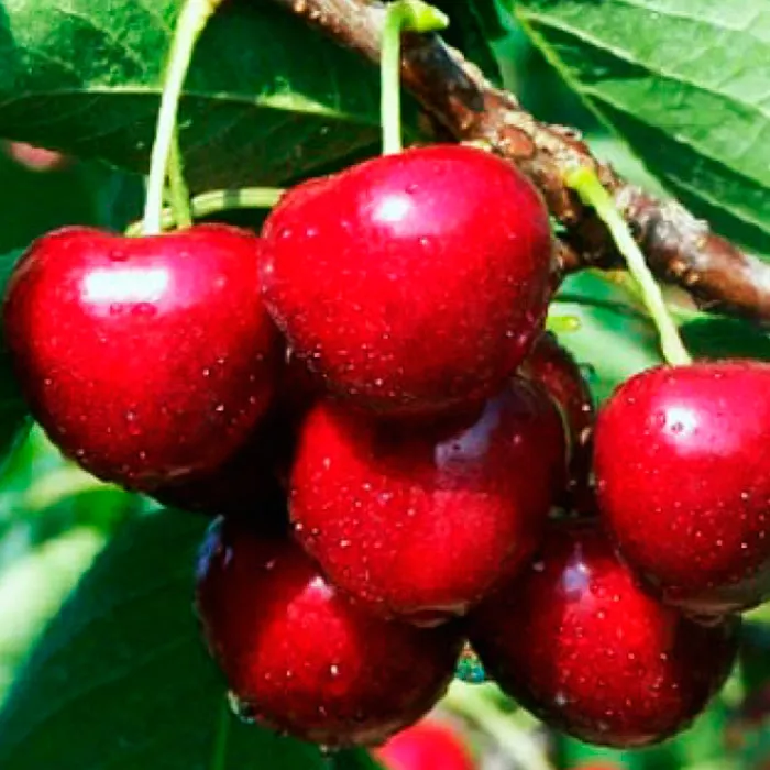 Черешня Аделина, 2-летка Gv 