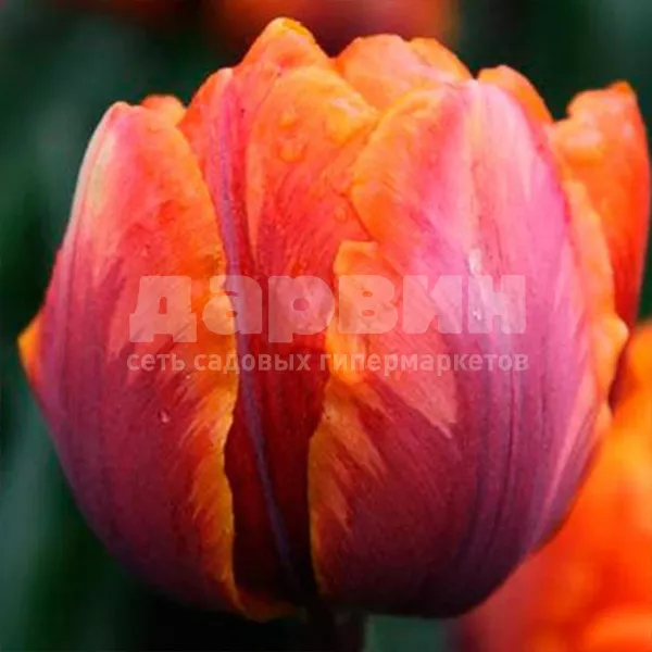 Луковица тюльпан Оранже Принсесс 11/12, 5 шт/уп 