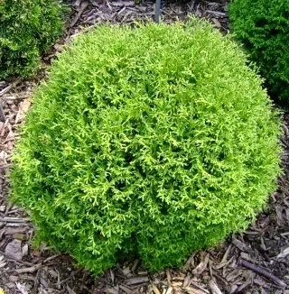 Туя западная Тайни Тим v5 YP 