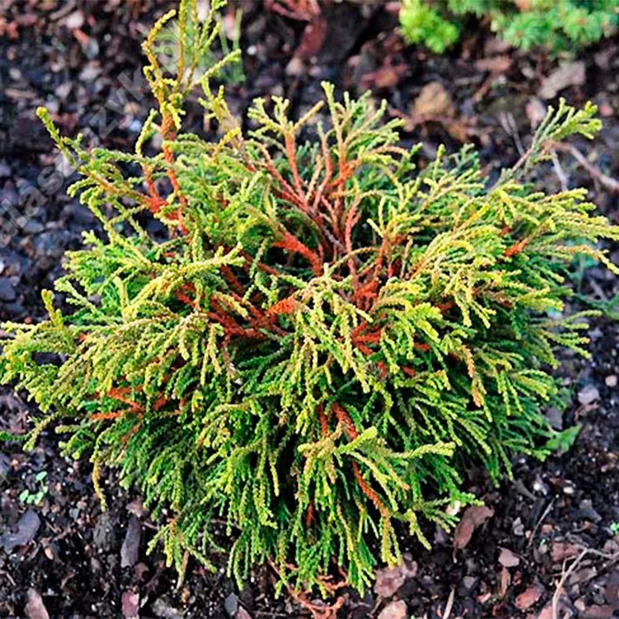 Растение кипарисовик тупой Гитте 30-35 cm cont. 10L Mt 