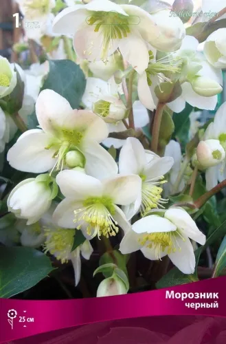 Корневище Морозник черный 1шт Поиск 