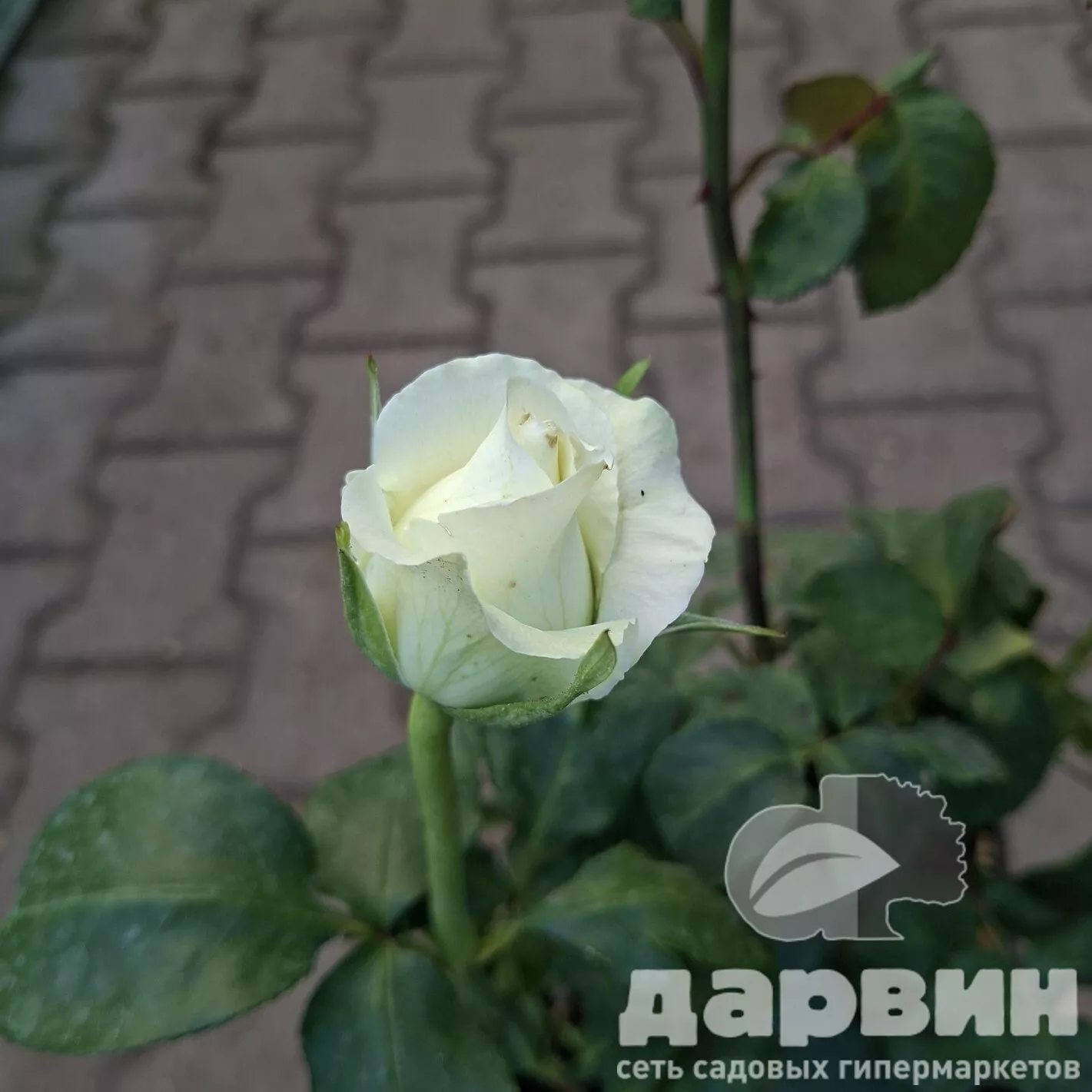 Роза плетистая Шотландия v5 Lav 