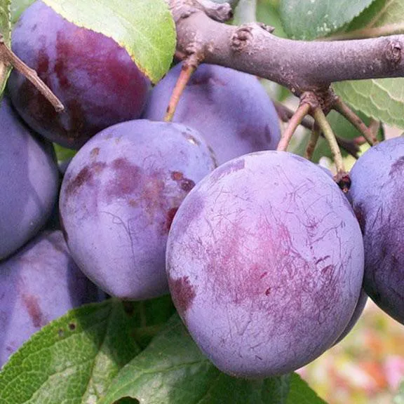 Слива Волжская красавица v7/10 120-140 Tim 