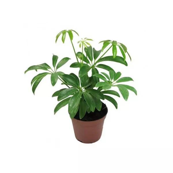 Шеффлера d12 Tim 