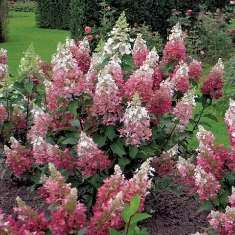 Гортензия метельчатая V2 Ег 