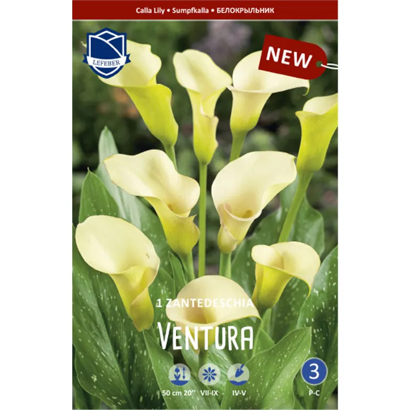 Клубень Калла Вентура 16/18 1шт 