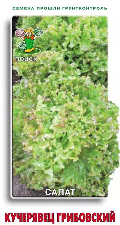 Семена салат Кучерявец Грибовский 1г Поиск 