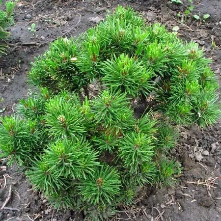 Сосна горная  "Кукс Минимопс" с3 