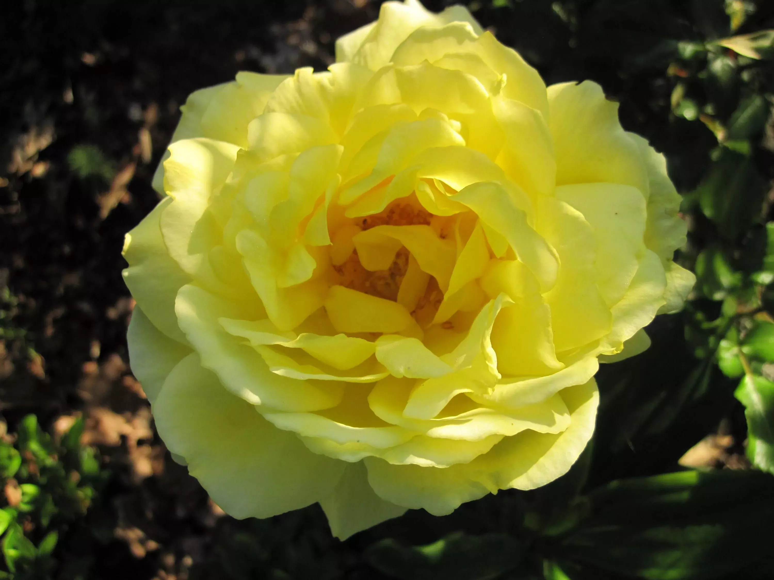 Роза полиантовая Голден Делайт v7 Tim 