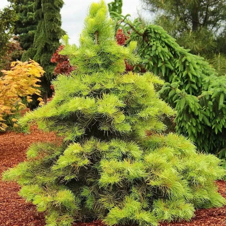 Пихта одноцветная Винтерголд 30-40 Mt 