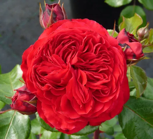 Роза Флорибунда Ред Леонардо да Винчи в коробке AV 