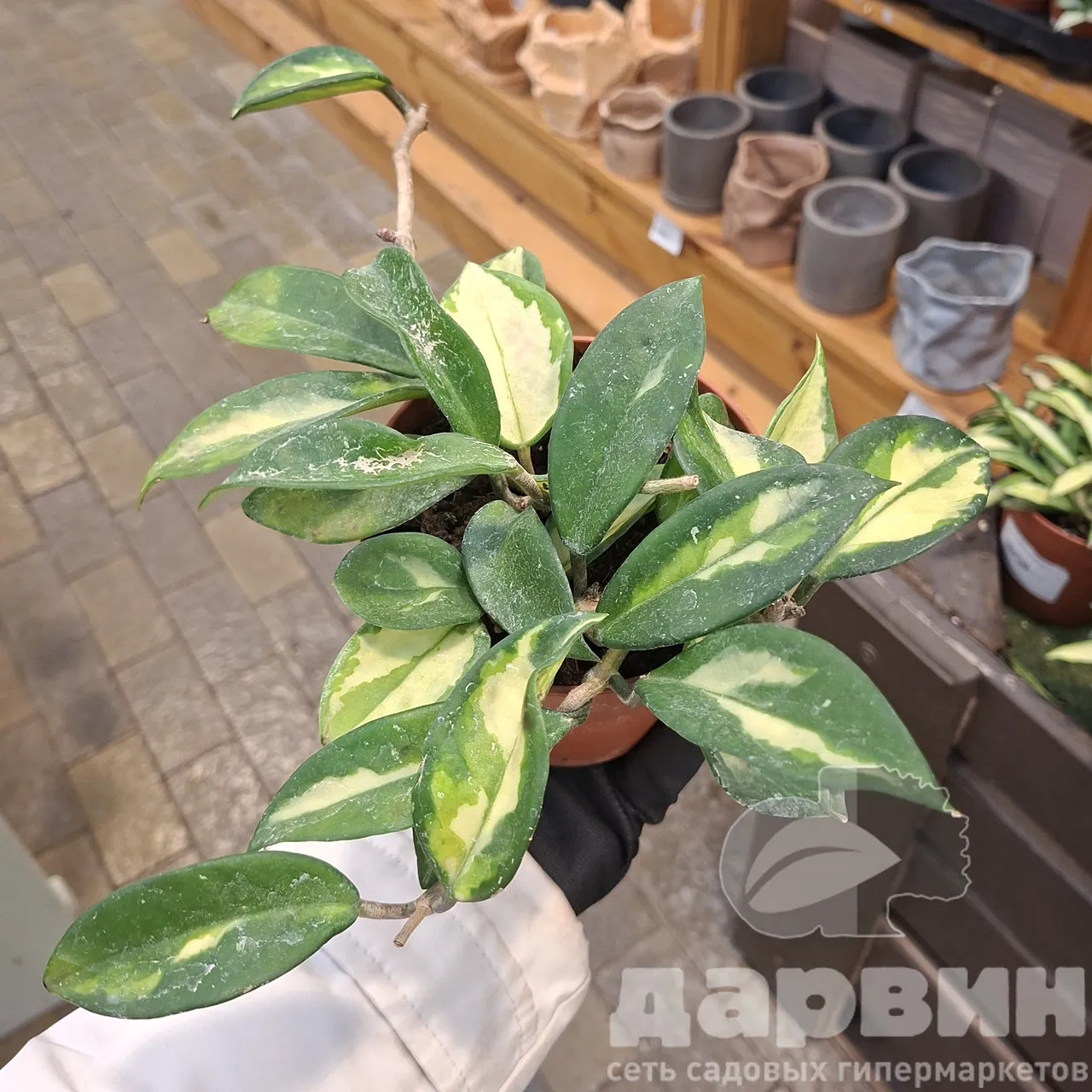 Хойя Карноза микс d12 h15 