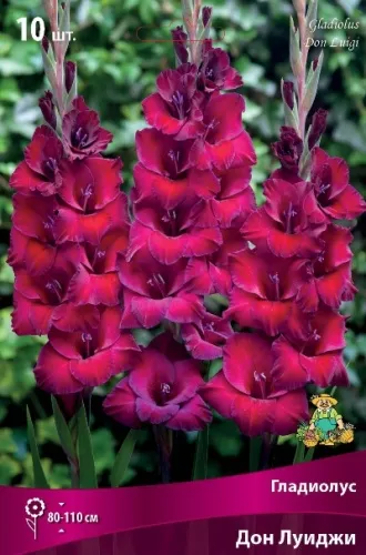 Клубень Гладиолус крупноцветковый Дон Луиджи 10/12 10шт Поиск 