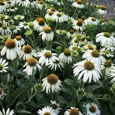 Эхинацея пурпурная Вайт Свон (С2) ЦО 