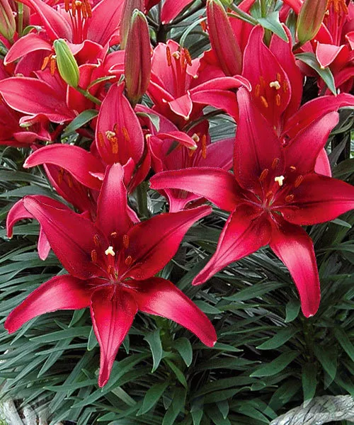 Лилия азиатская Тайни Гоуст d15 Tim 