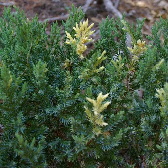 Можжевельник китайский Вариегата v7,5 80-100 