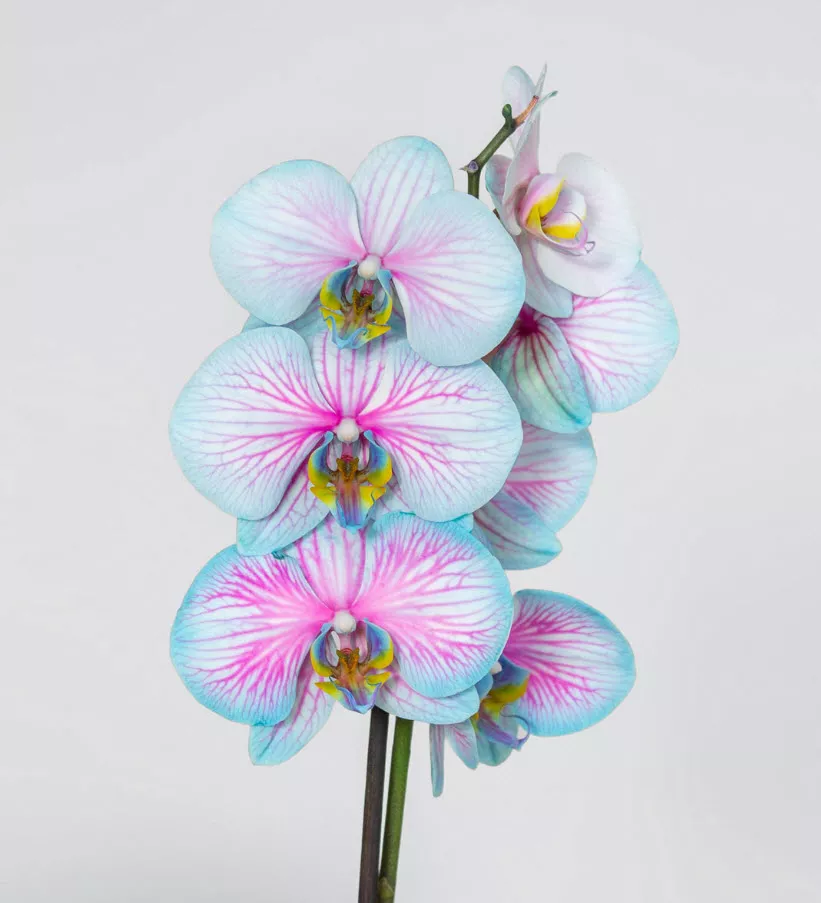 Орхидея чудо природы d12 h70 