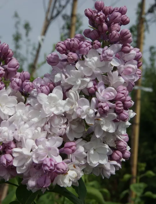 ОсновноеИзображение